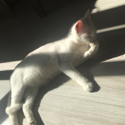LeeYan