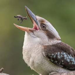 Kukobara