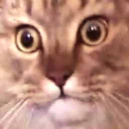 nonocat