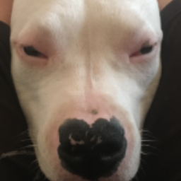 Dobbby