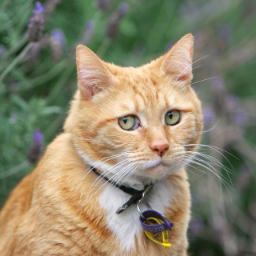 Meowook