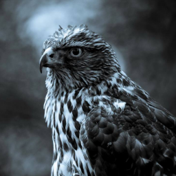 Nightfalcon666