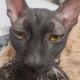 Аватар пользователя EvilGremlin