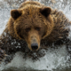 ������ ������������ Malicious.Bear