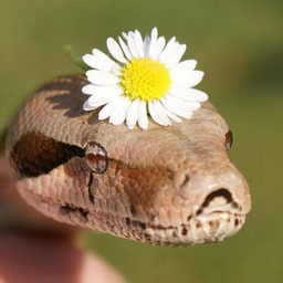 whitefluffysnake
