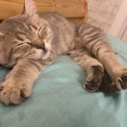 NataLebed