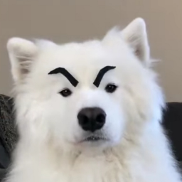 Ofthedog