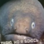 GIDROPERDOL