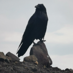 Donraven
