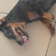 ������ ������������ SadDachshund