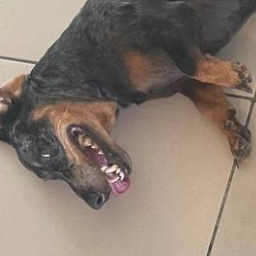 SadDachshund