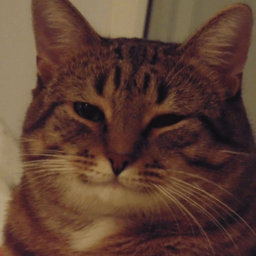 Pakaifu