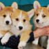 33corgi