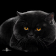 Аватар пользователя Nick6820