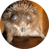 Hedgehog.INF