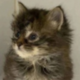 ������ ������������ timacat2