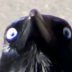 TheAnnoyingCrow