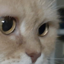 sadpanther