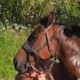 ������ ������������ Russkii74