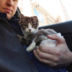 CATALEXFM