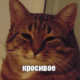 ����� ����� ������ ���� �����������