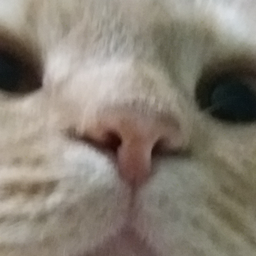 Pikabu profile picture for @Marjorie