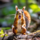 ������ ������������ squirel3645