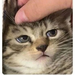 devaxxe
