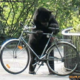   bearwithbicycle