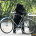 bearwithbicycle