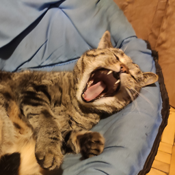 lynxlinhh