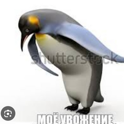 pointez