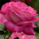 ������ ������������ RoseIsland