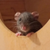 Mammyrats