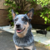 MileyCattleDog