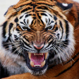 TigerRr