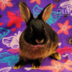 Radagonbun