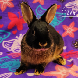 Radagonbun