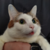 Mogu1111