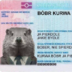 BobrWombat