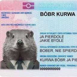 BobrWombat