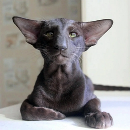 LittellBu