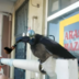 Sam0var476