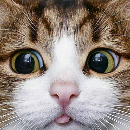 LolitaKissa
