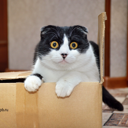 catadminkin