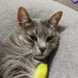 cattykr