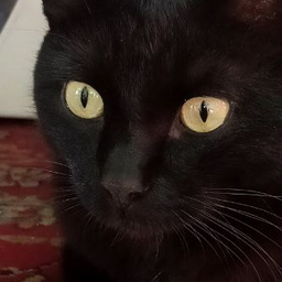 EyesOfABlackCat