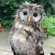   CrazyBigOwl