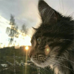 catonroller