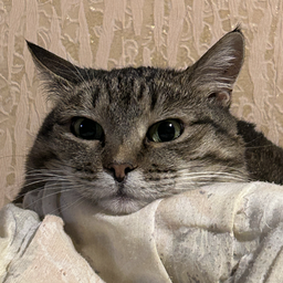 dirrtypawws